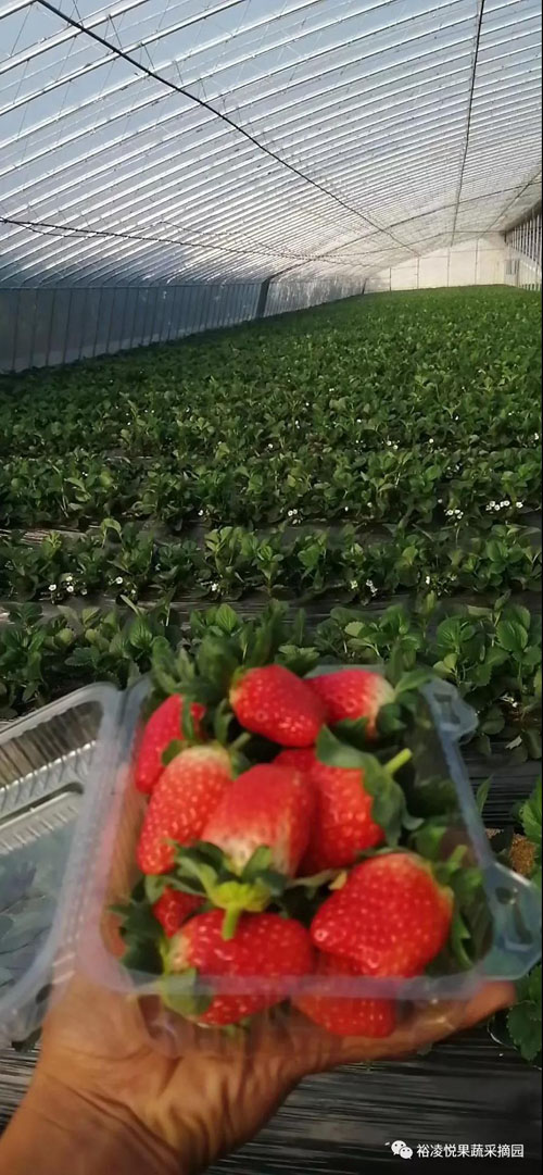 泰安南高新区裕凌悦草莓采摘开始了