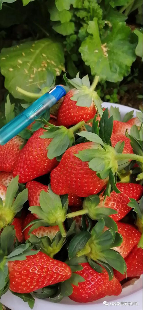 关于草莓的生长习性